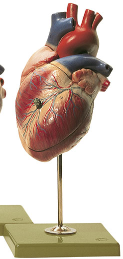 Herzmodell vom Menschen