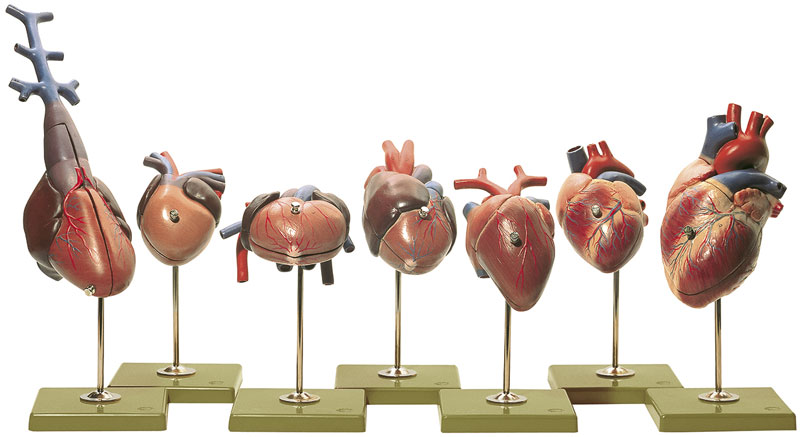 Herzmodelle von Wirbeltieren