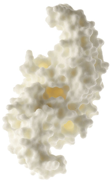 Protein Model (human bone morphogenetic protein BMP-2)