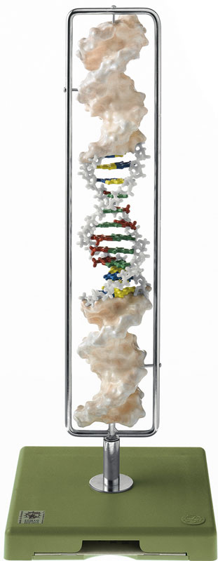 DNA Double Helix (Type B-DNA) 