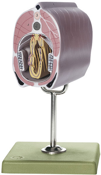 Lancelet Cross Section through the Branchia and middle Intestine Regions