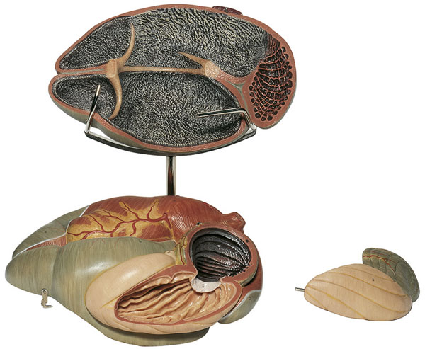 Ruminant Stomach of the Cow